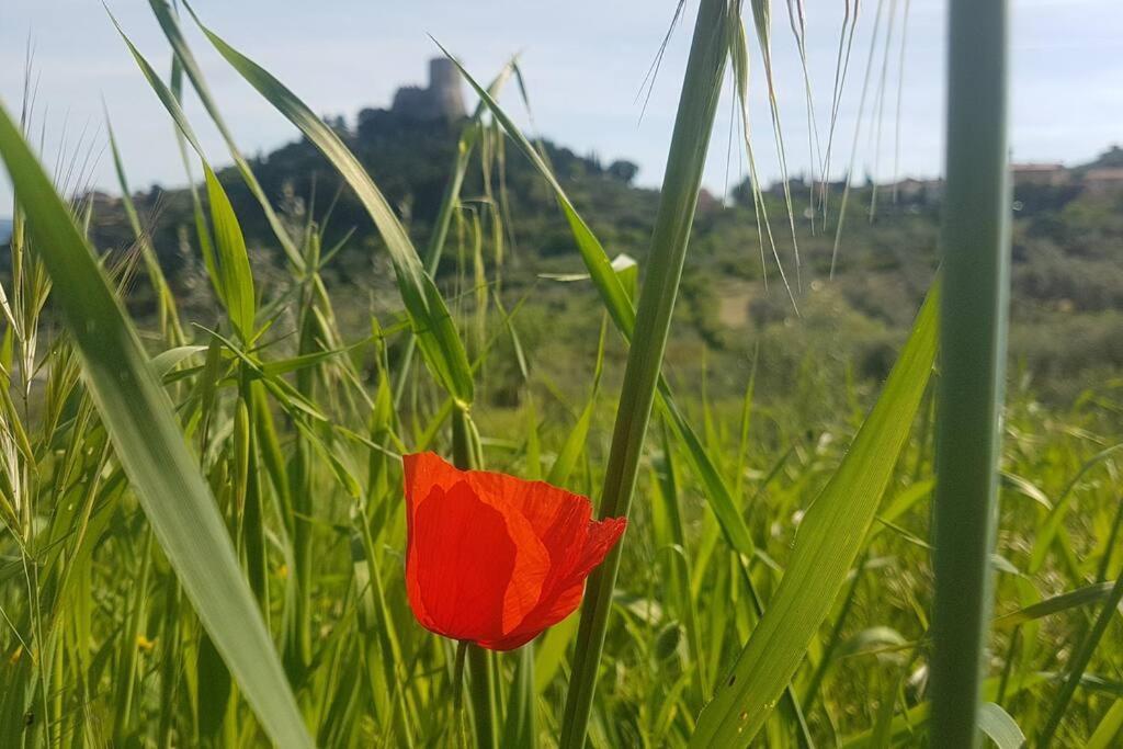 La Casina Di Nonna Giulia Διαμέρισμα Castiglione dʼOrcia Εξωτερικό φωτογραφία